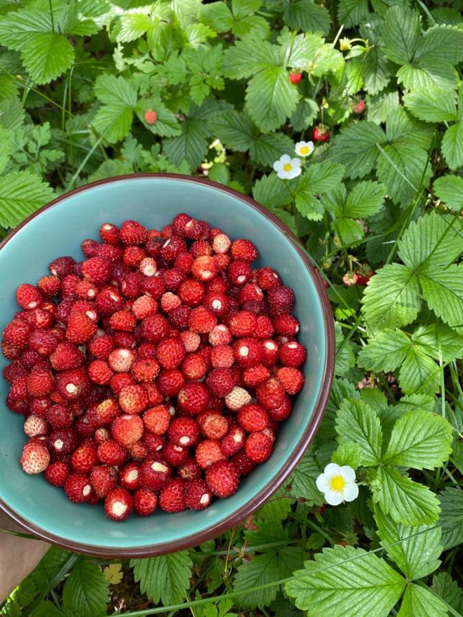 Vita Guesthouse Bajram Curri Zewnętrze zdjęcie